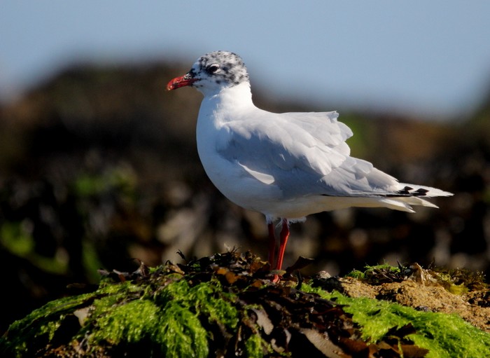 Mediterranean Gull