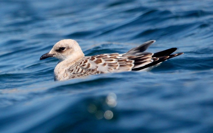 Mediterranean Gull