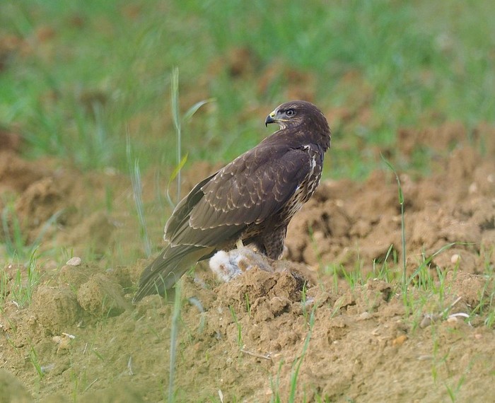 Buzzard