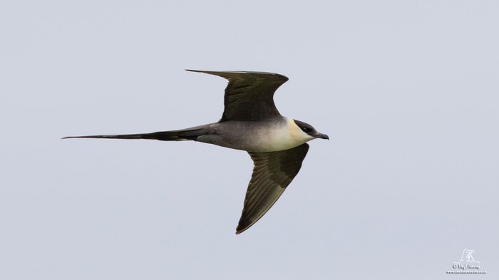 Long-tailed Skua