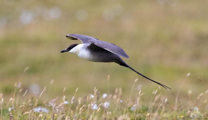 Long-tailed Skua