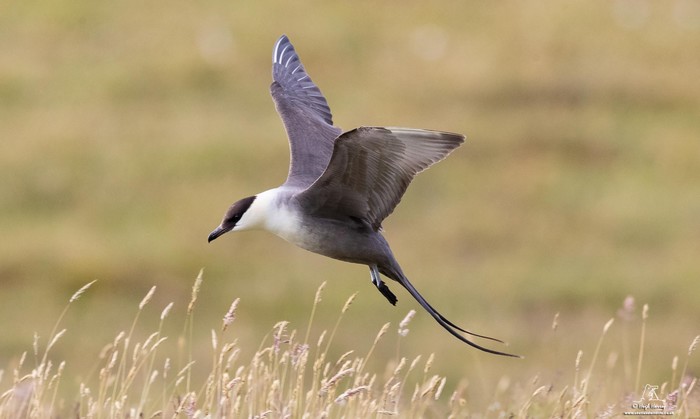 Long-tailed Skua