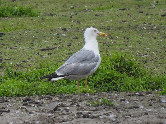 Yellow-legged Gull