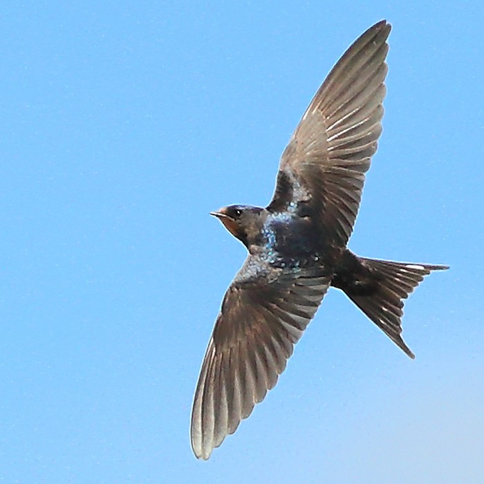 Swallow