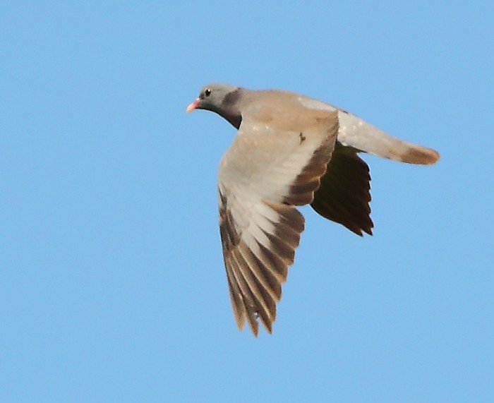 Stock Dove