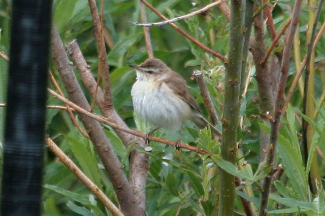 Paddyfield Warbler