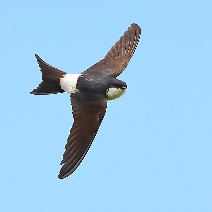 House Martin