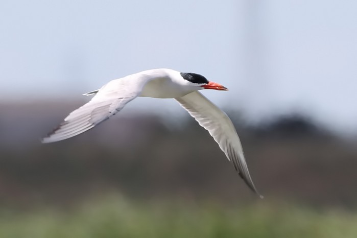 Caspian Tern