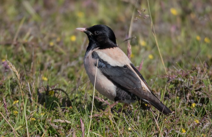 Rose-coloured Starling