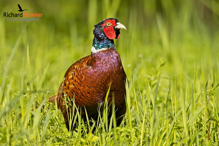 Pheasant