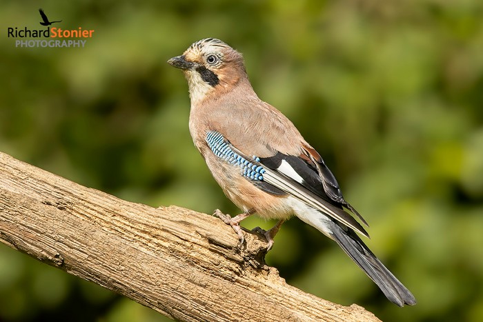 Jay