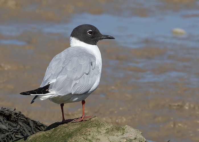 Bonaparte's Gull