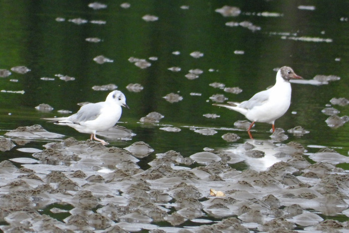 Bonaparte's Gull