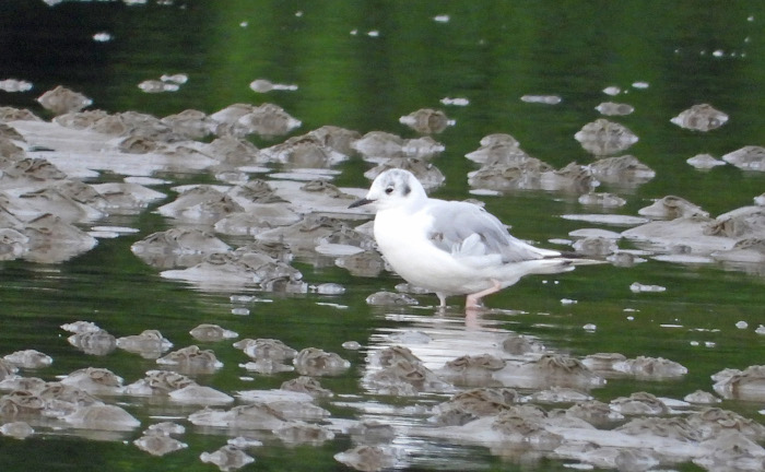 Bonaparte's Gull