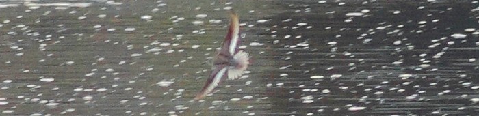 Terek Sandpiper