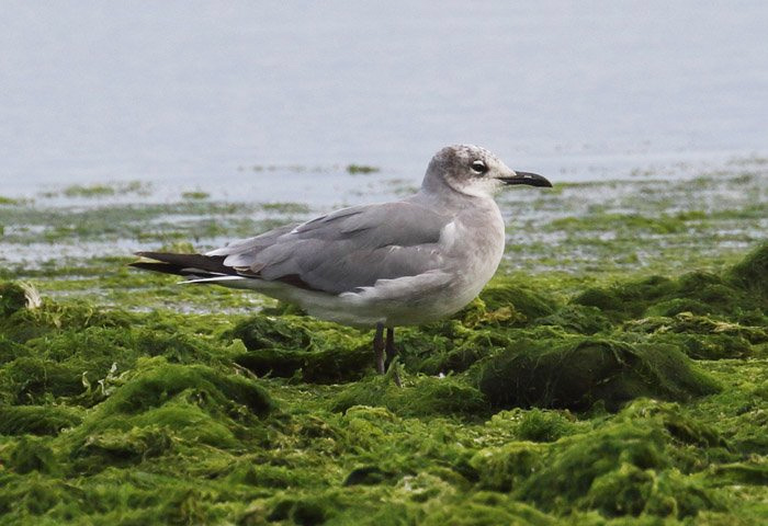 Laughing Gull