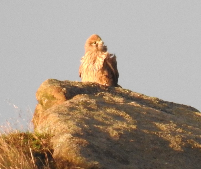 Kestrel