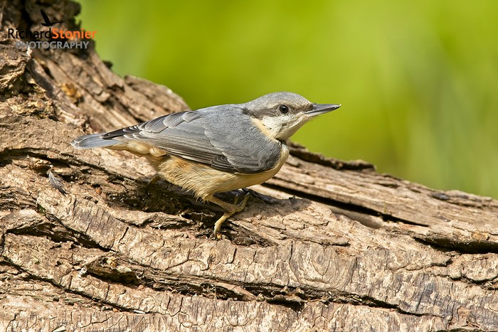 Nuthatch