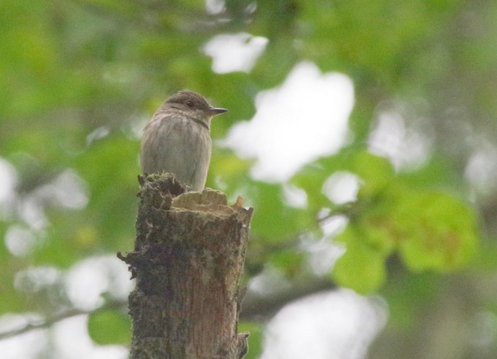 Spotted Flycatcher
