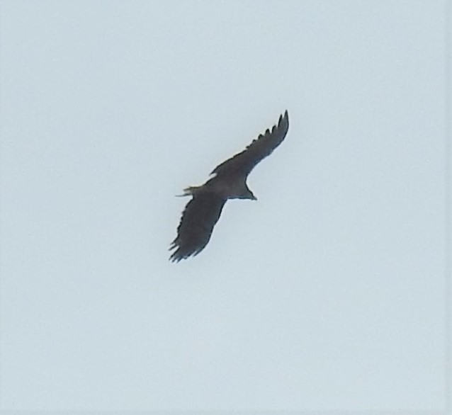 Lammergeier