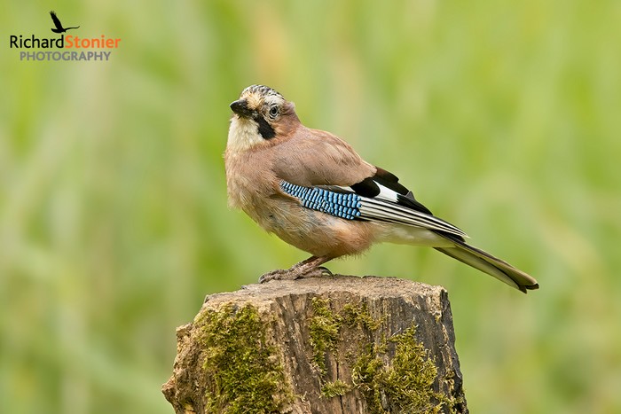 Jay
