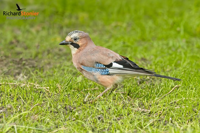 Jay