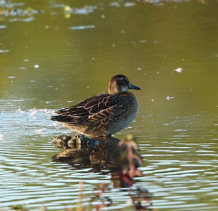 Garganey