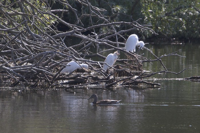 Cattle Egret