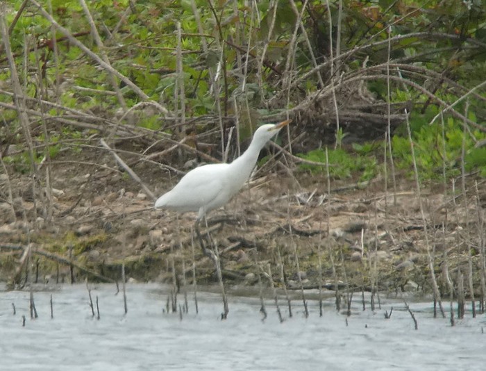 Cattle Egret