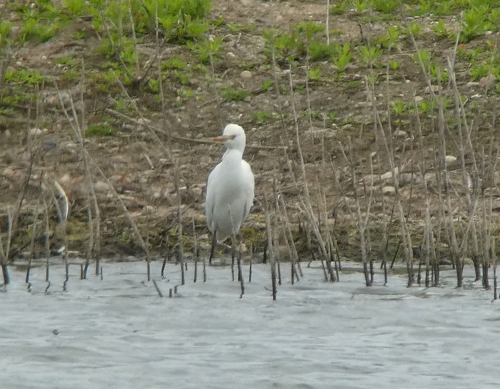 Cattle Egret