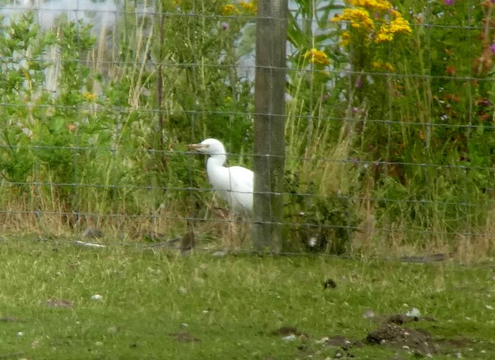 Cattle Egret