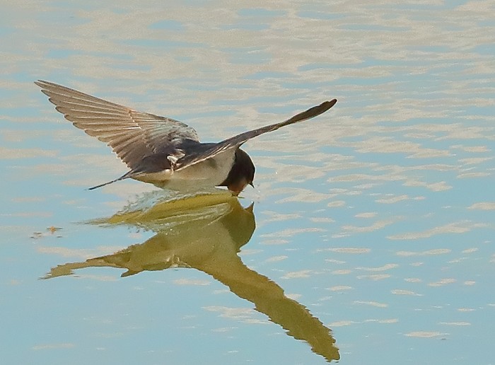 Swallow