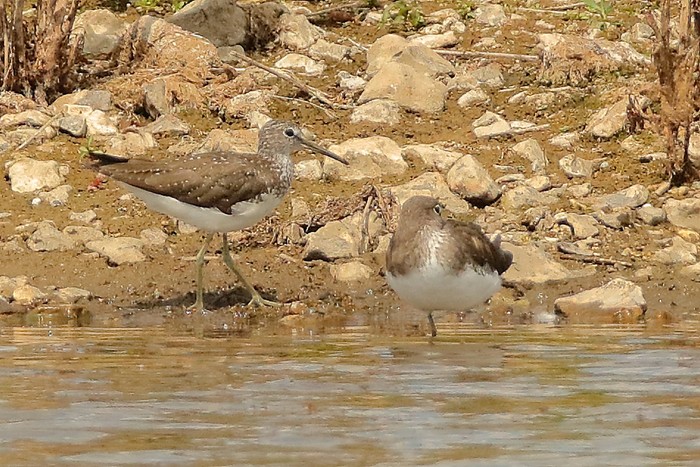 Green Sandpiper