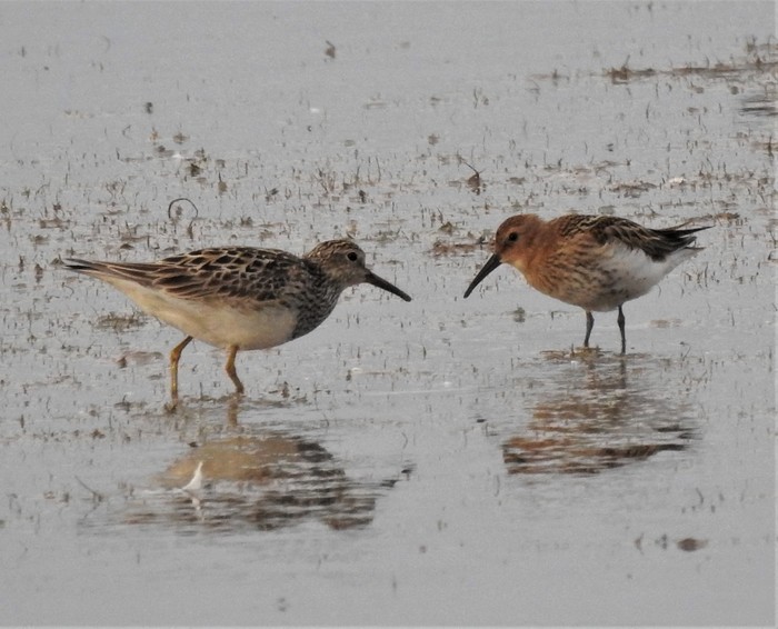 Pectoral Sandpiper