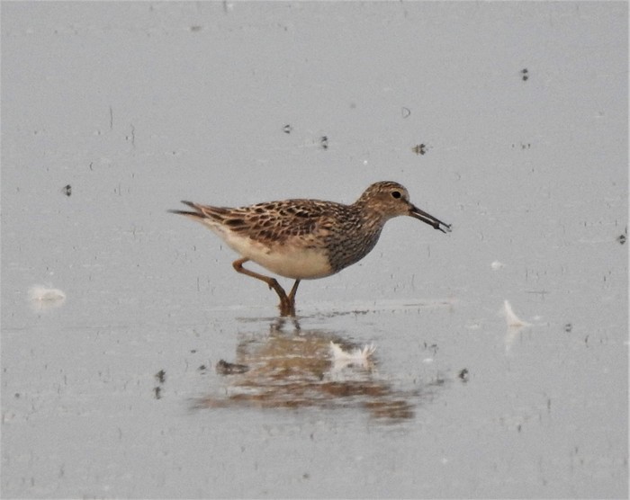 Pectoral Sandpiper