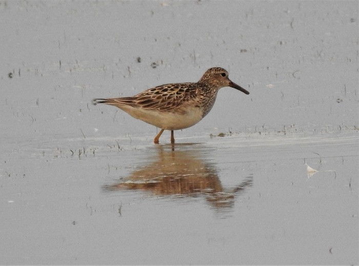 Pectoral Sandpiper
