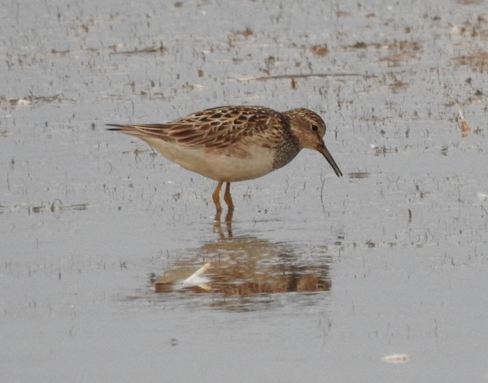 Pectoral Sandpiper