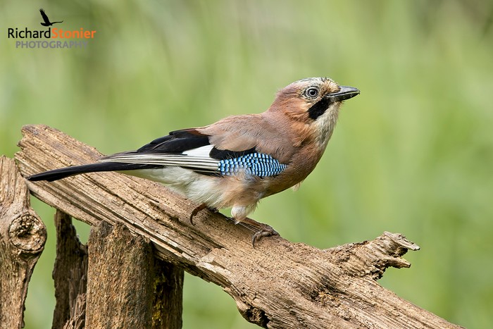 Jay