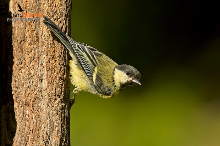 Great Tit