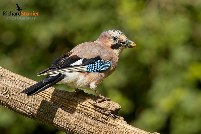 Jay