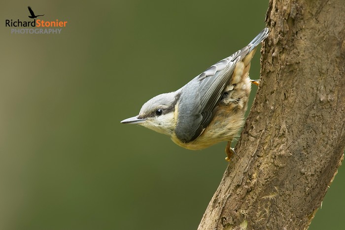 Nuthatch