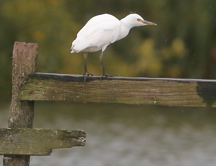 Cattle Egret