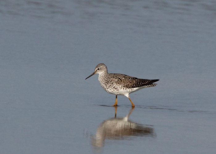 Lesser Yellowlegs