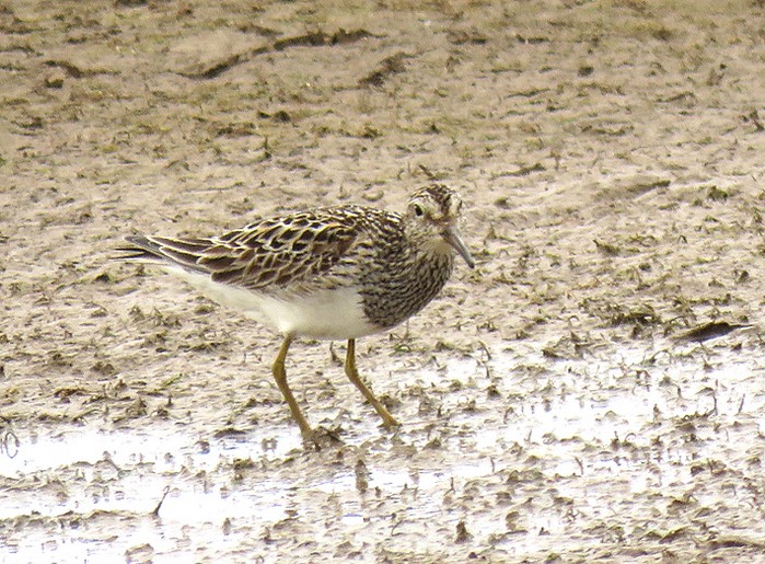Pectoral Sandpiper