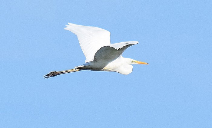 Great White Egret