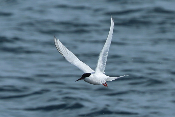 Roseate Tern