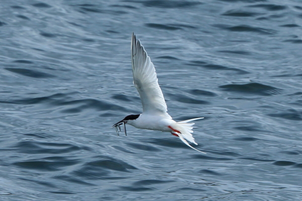 Roseate Tern