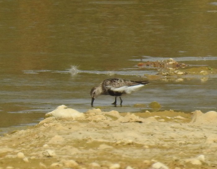 Dunlin