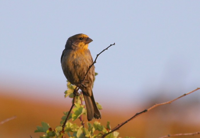 House Finch