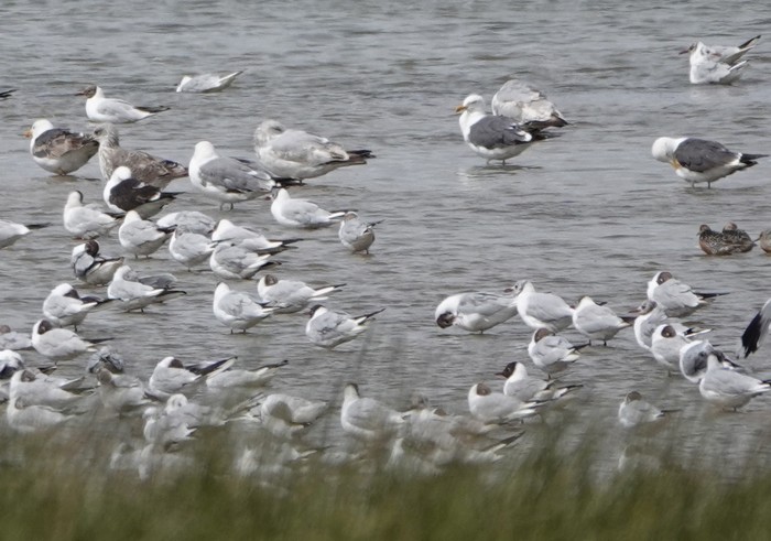 Baltic Gull